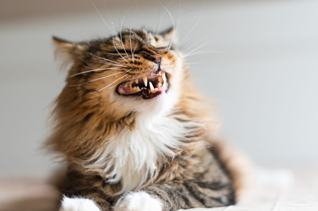 how many teeth does a cat have