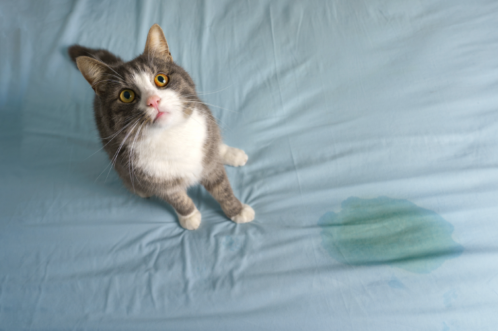 Cat peeing problems and solutions
