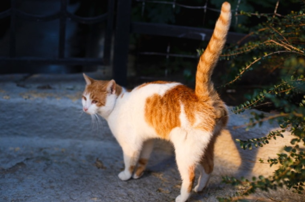 how to stop cats from spraying