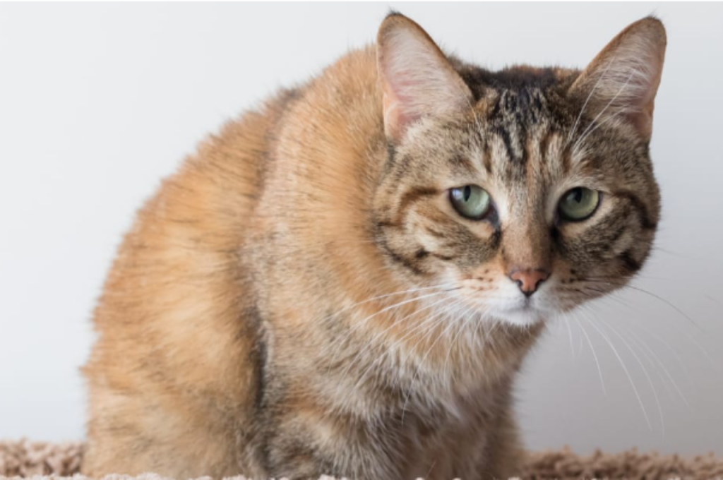 Signs of distress in cats when separated