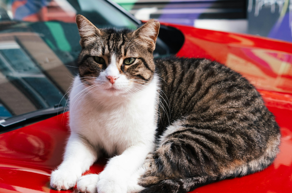 how do i stop cats from peeing on my car