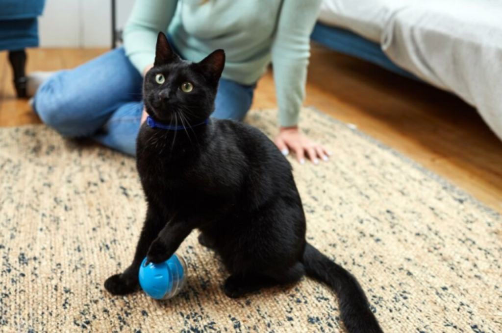 cat training tricks