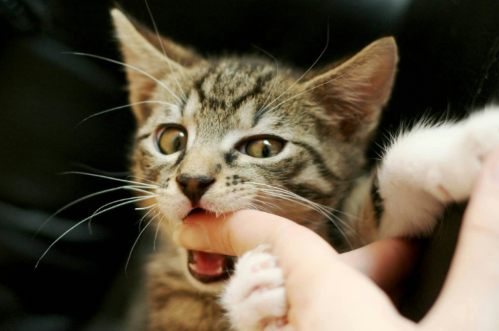 how to train a kitten not to bite