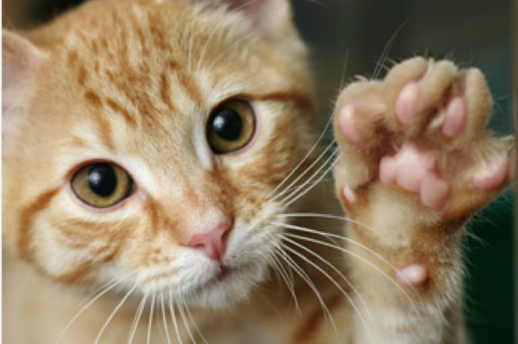 how to teach a cat to high five