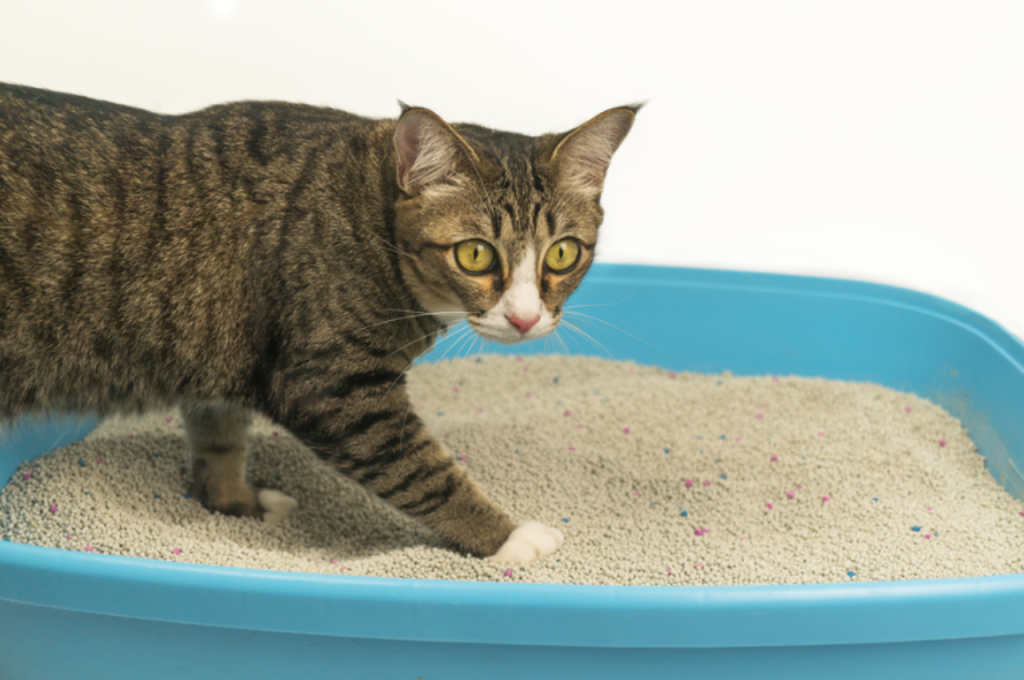 cat problem solving