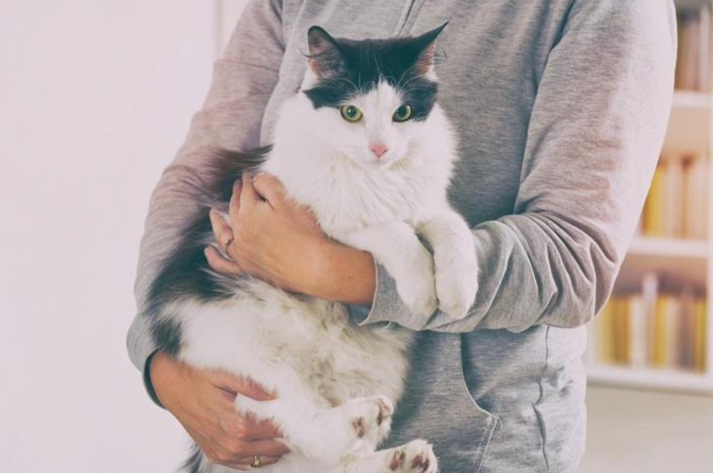 Human-animal bond in cats