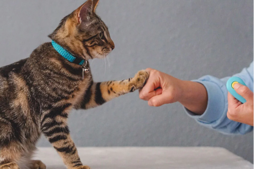 how to train your cat to shake hands