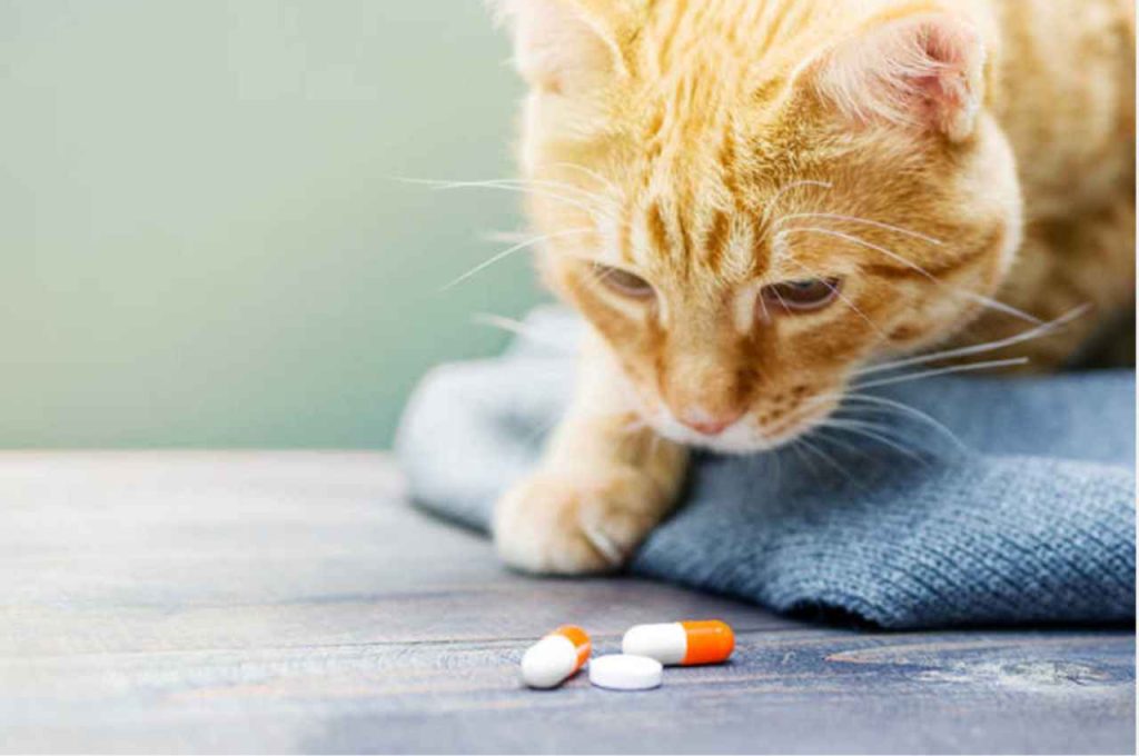 how to give a cat a pill