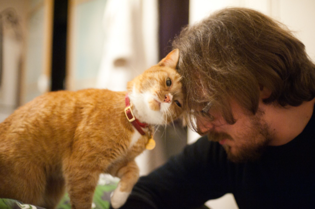 Romantic attachment in cats