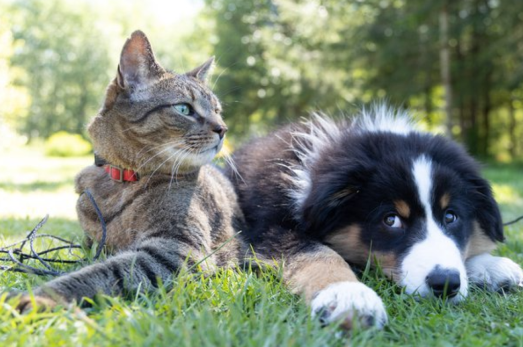 Cat loyalty behaviors