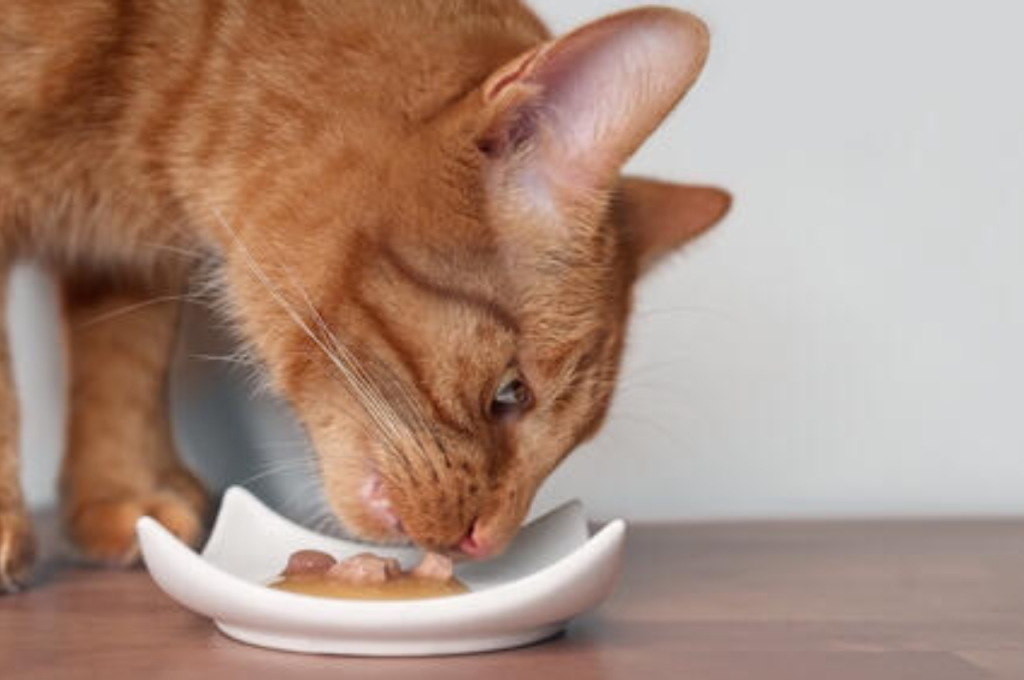 Safety of feeding pork to cats