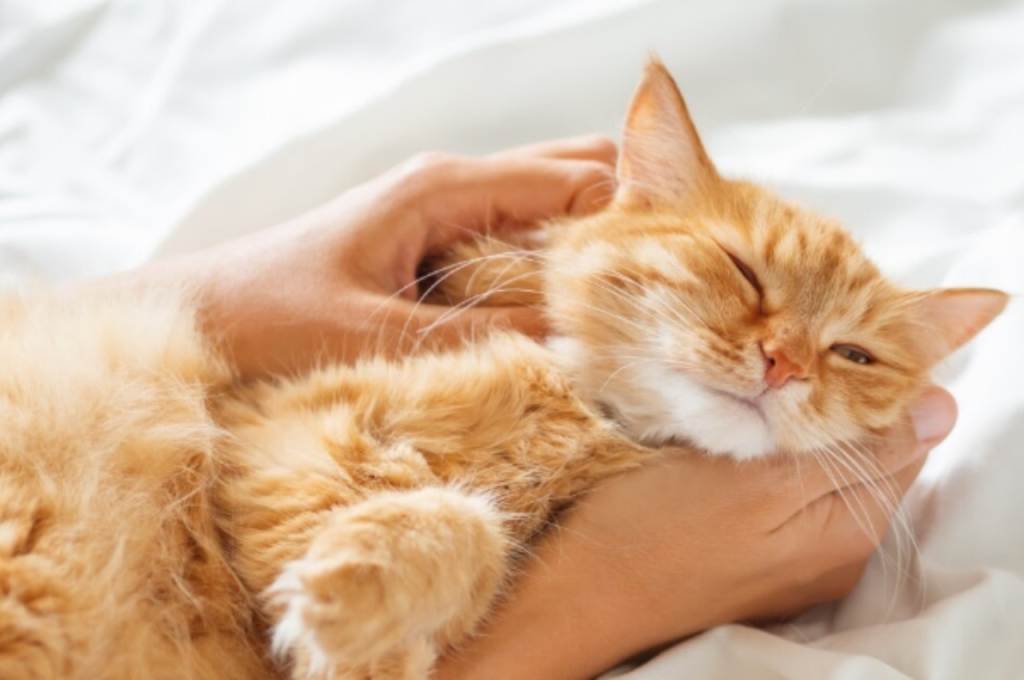 Identifying joy in cats