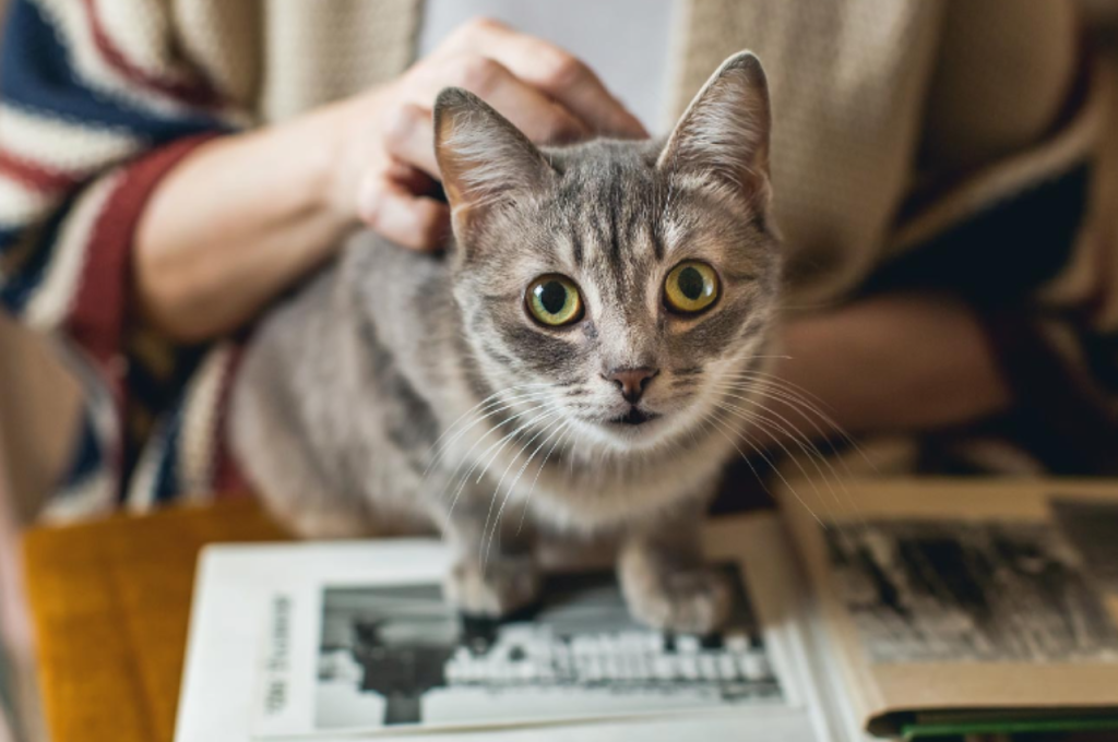 Duration of cat memory for owners