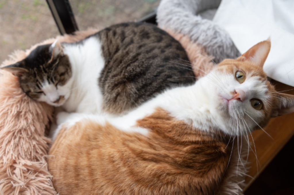 Do Cats Recognize Their Siblings? The Feline Connection