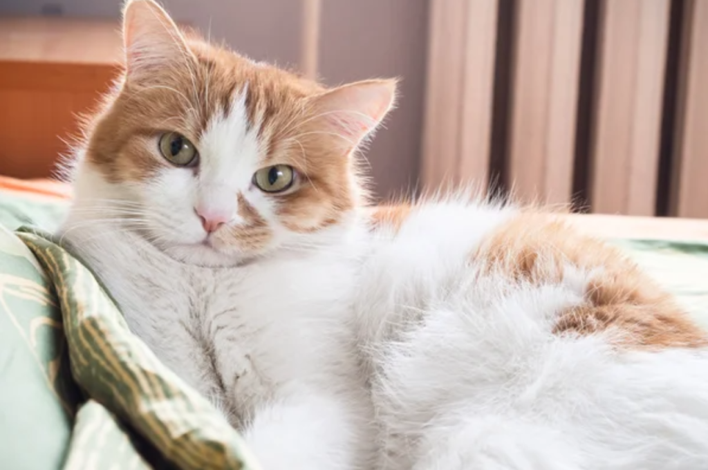 Understanding cat mood changes