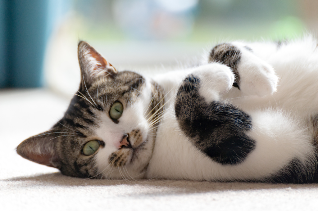 Cat comedy behaviors