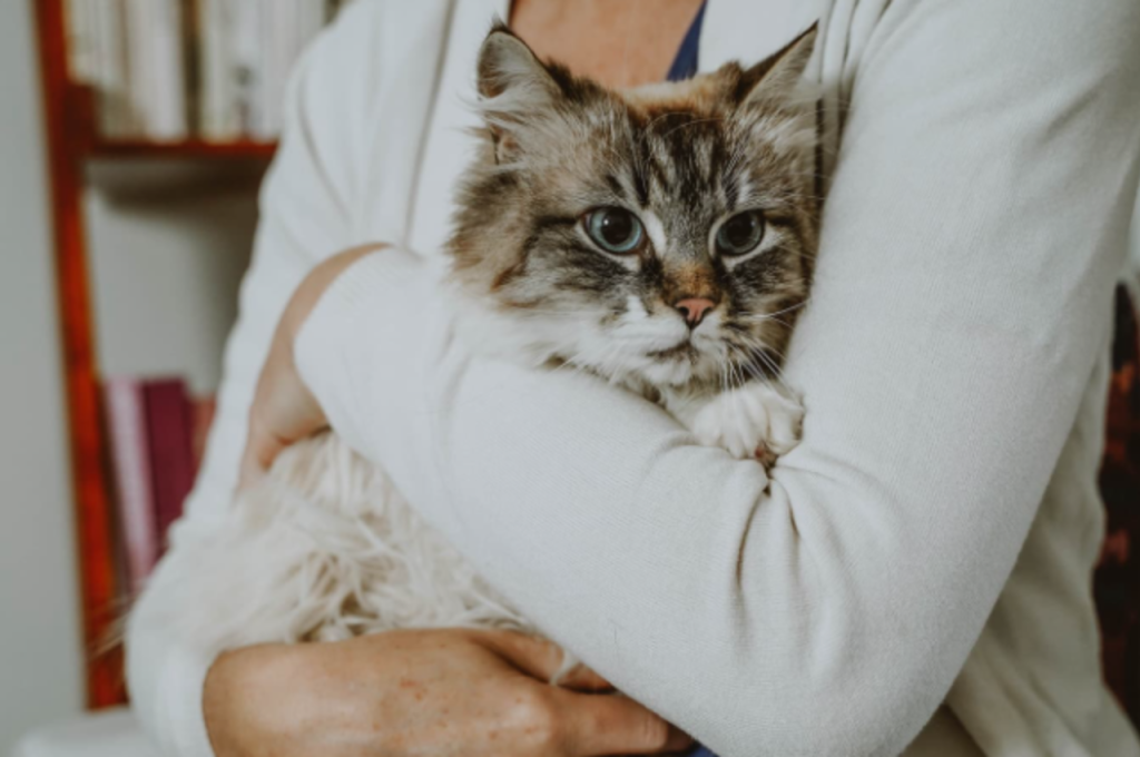 Cat loyalty to humans
