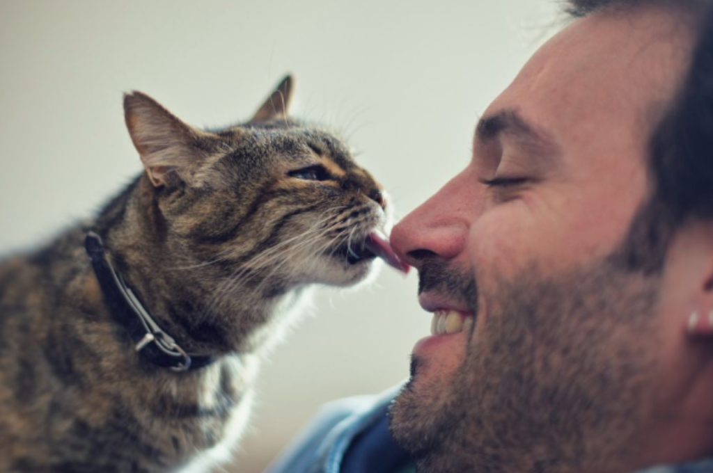 Reasons why cats lick their owners