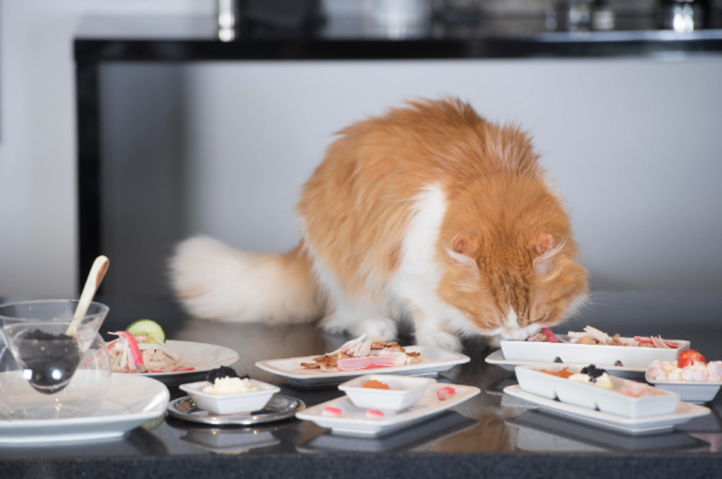 Nutritional comparison: tuna versus chicken for cats