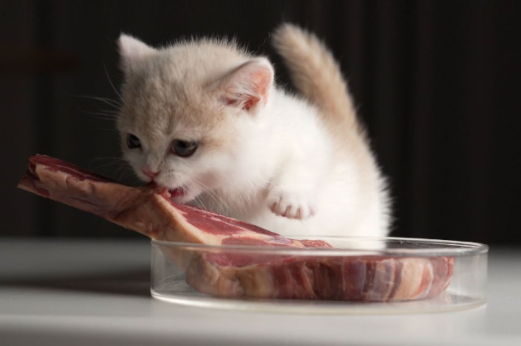 Which meat is best for cats?