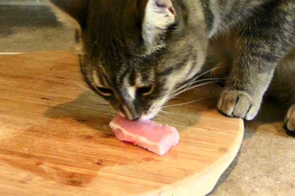 Is 100% meat good for cats?