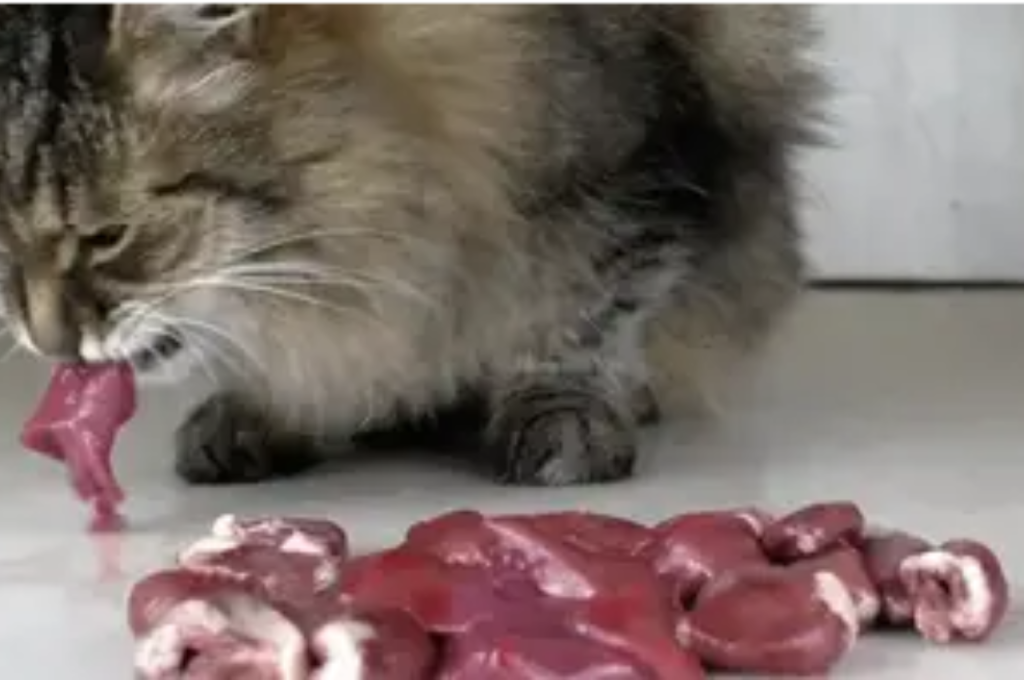 Is liver good for cats?
