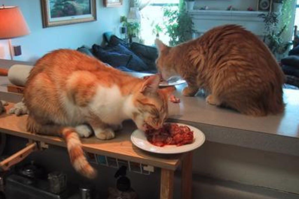 Ideal liver options for cats