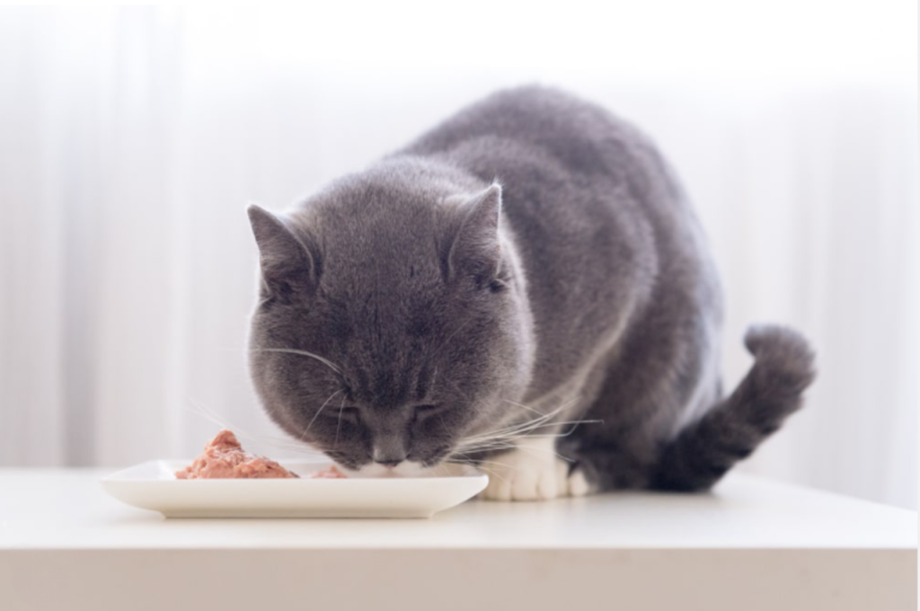 Nutritional benefits of heart for cats