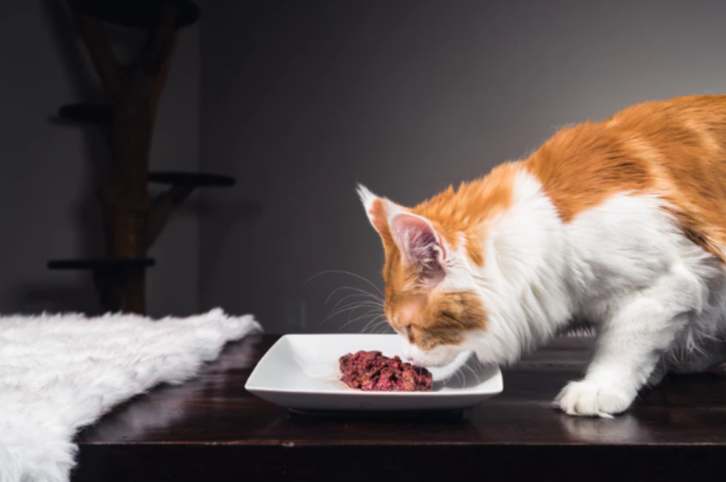 Healthy organ meats for feline diets
