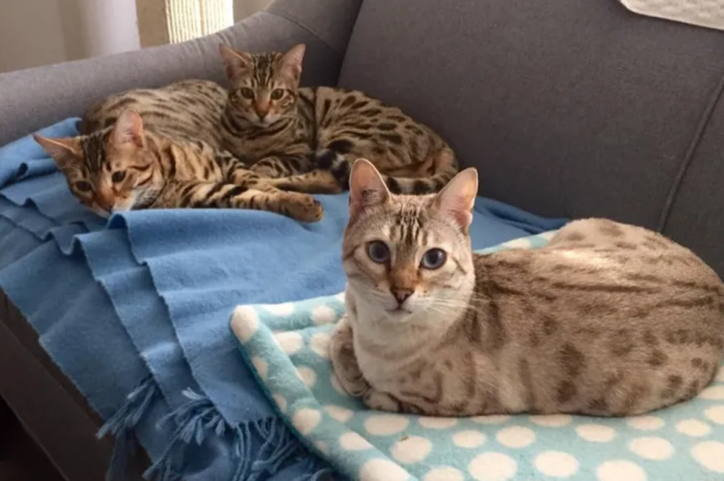 Duration of cat's memory of mother