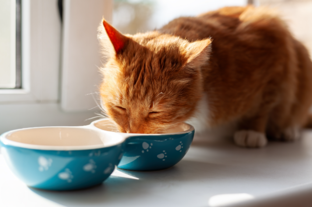 How to cook liver for cats