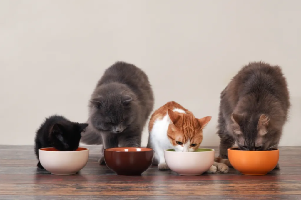 How do I keep my cats liver healthy?