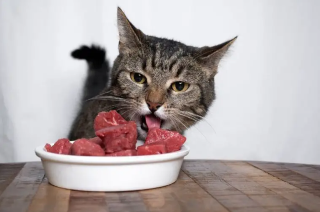 Raw cow liver as a dietary option for cats