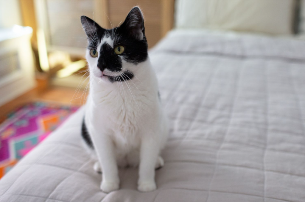 Why can't cats eat beef?