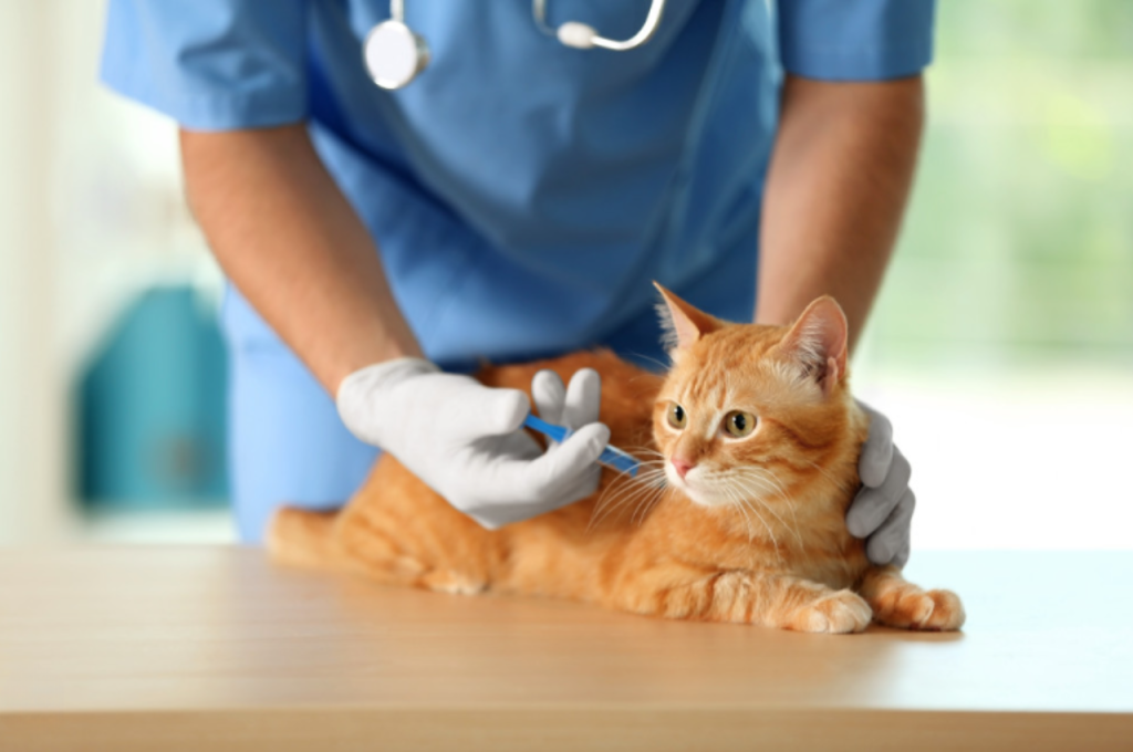 cats lifespan