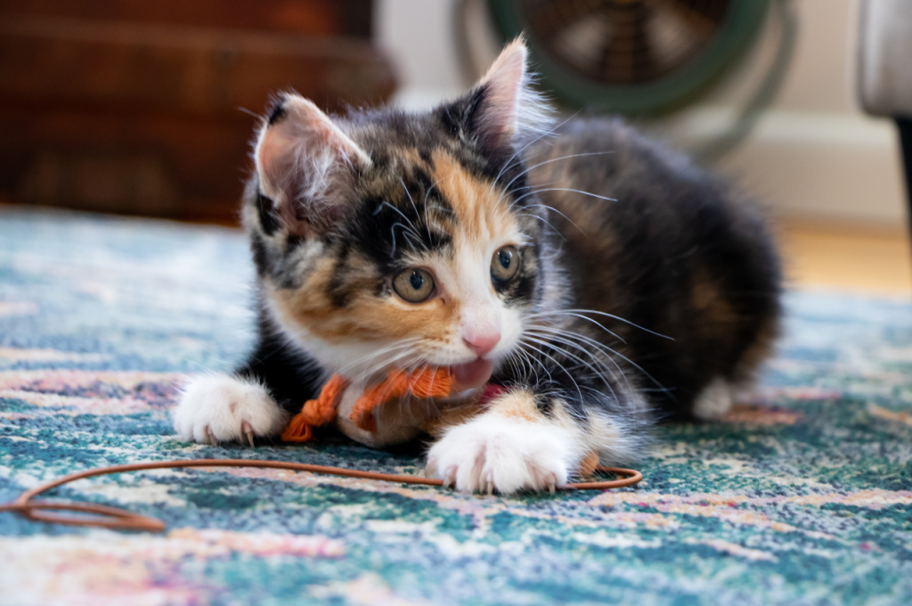 Handling cat biting incidents