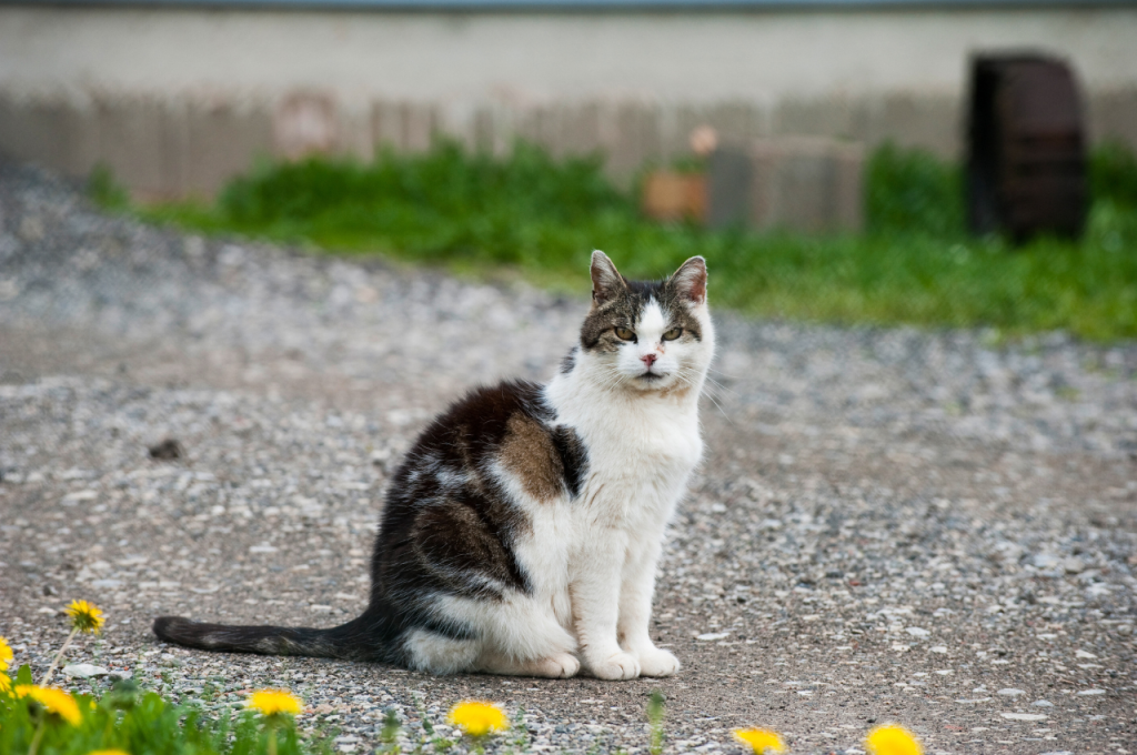 how old is my cat