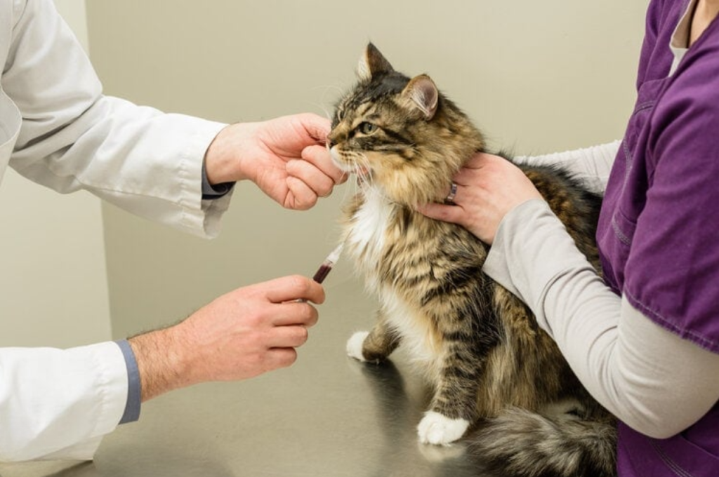 Common cold in cats