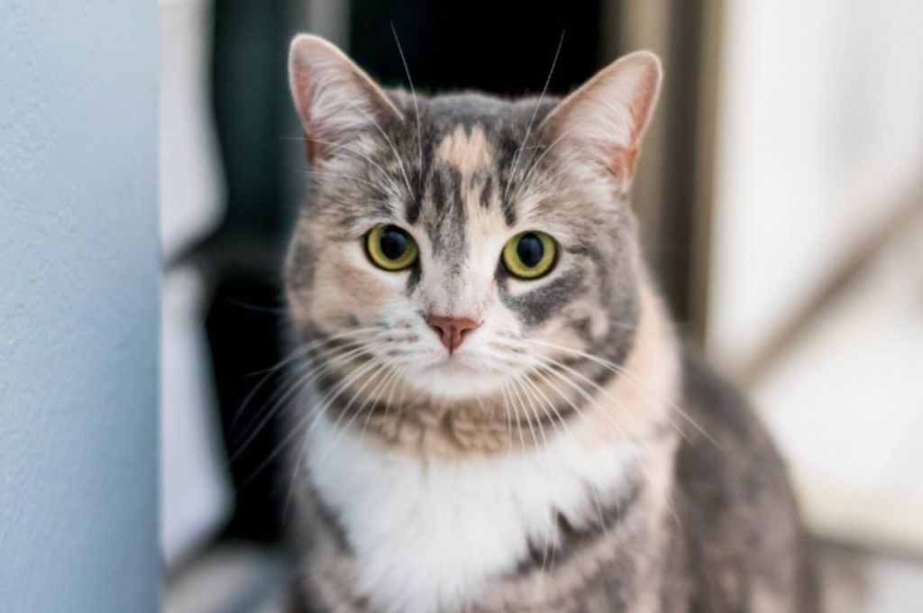 Exploring cat emotions: Tears of joy?