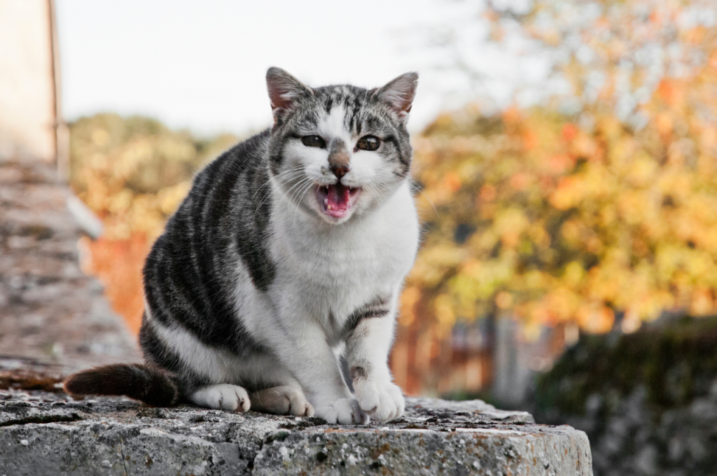 Stress-related cat meowing