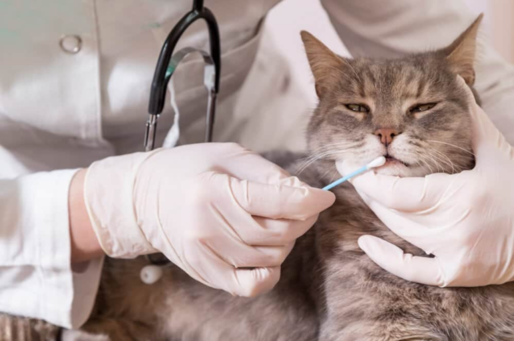 Domestic cat breeds