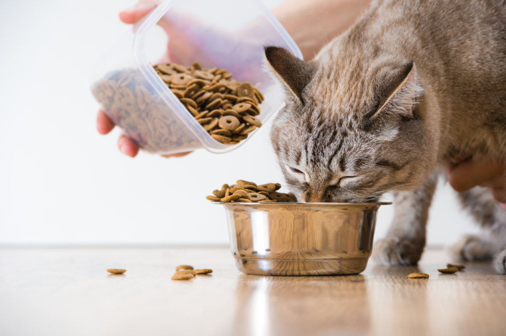 how much to feed a cat