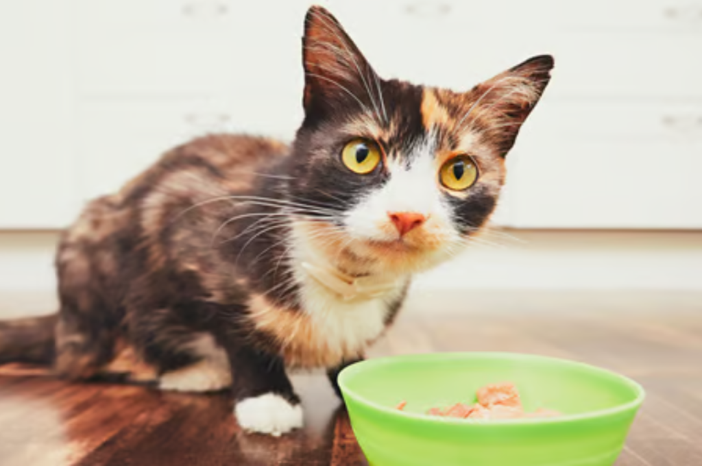 how long can a cat go without eating