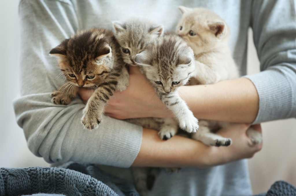 how many kittens can a cat have