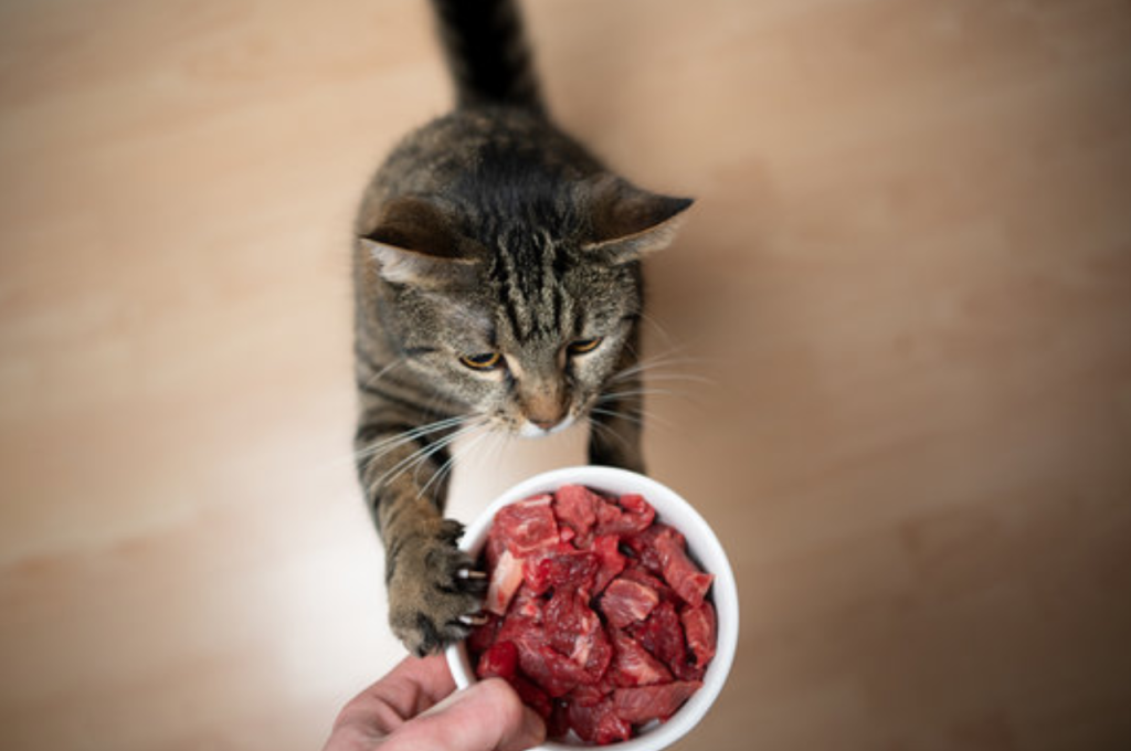 Healthy protein sources for cats