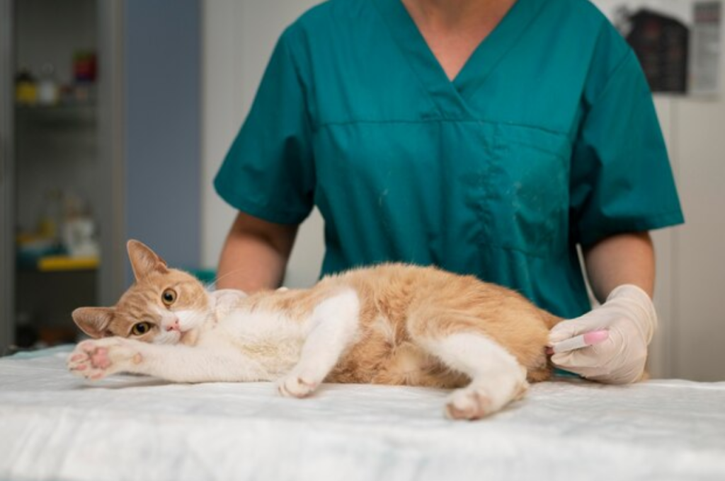 how to tell if a cat is pregnant