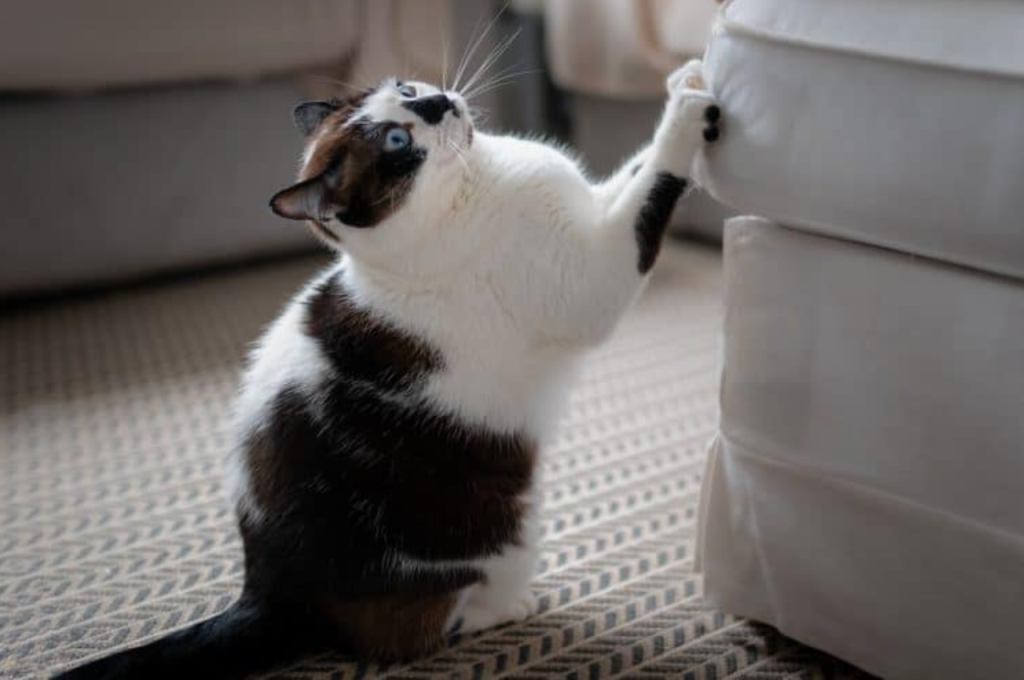 how to discipline a cat