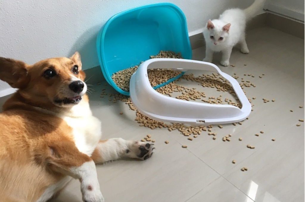why do dogs eat cat poop