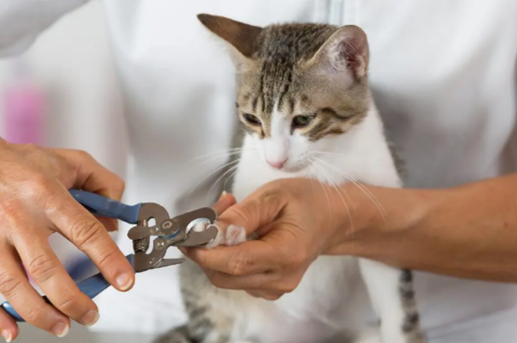 how to trim cat nails
