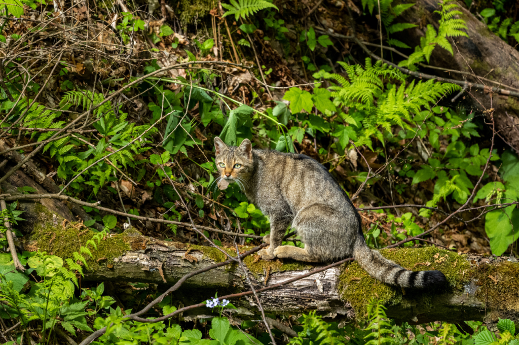 Feral cat behavior